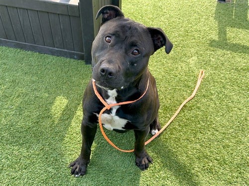 ANDRE - Labrador Retriever / Pit Bull Terrier available for adoption