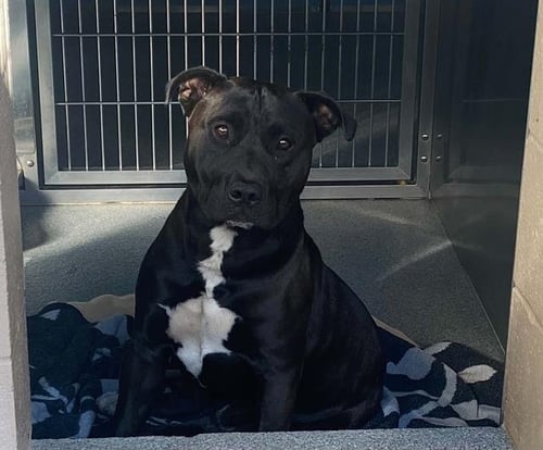 ANDRE - Labrador Retriever / Pit Bull Terrier available for adoption