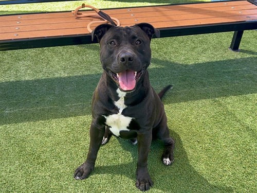 ANDRE - Labrador Retriever / Pit Bull Terrier available for adoption