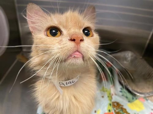 TIMO - Domestic Medium Hair available for adoption