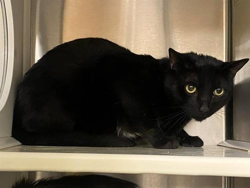 SMOKY - Domestic Short Hair available for adoption