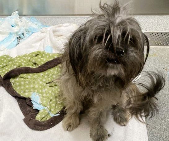 PERCY - Lhasa Apso available for adoption