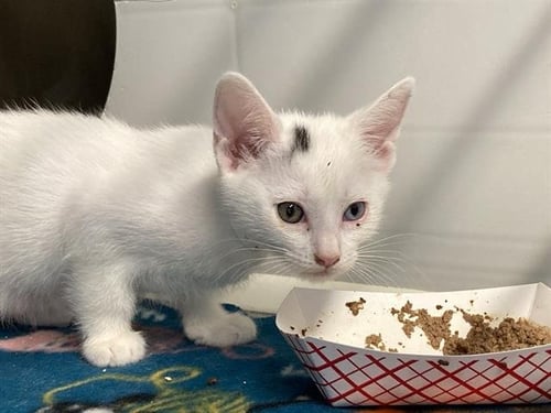 DUCHESS - Domestic Short Hair available for adoption