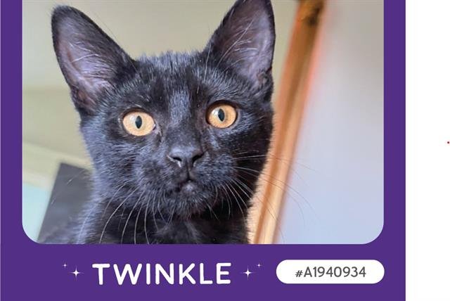 TWINKLE - Domestic Short Hair available for adoption