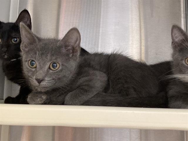 PIXEL - Domestic Short Hair available for adoption