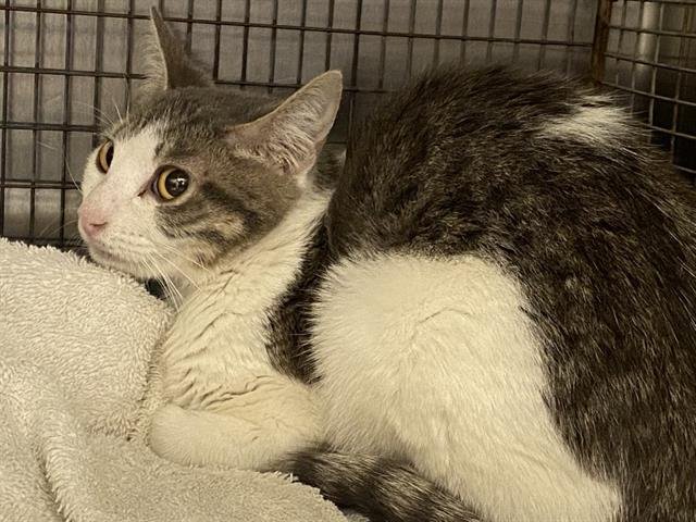 COOKIE - Domestic Short Hair available for adoption