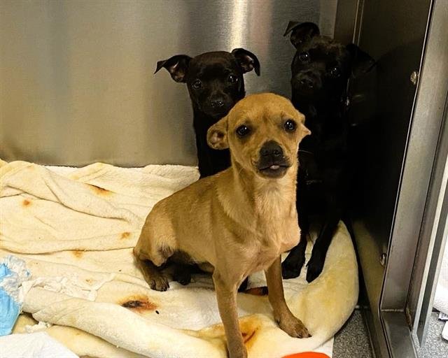 WILLOW - Chihuahua available for adoption