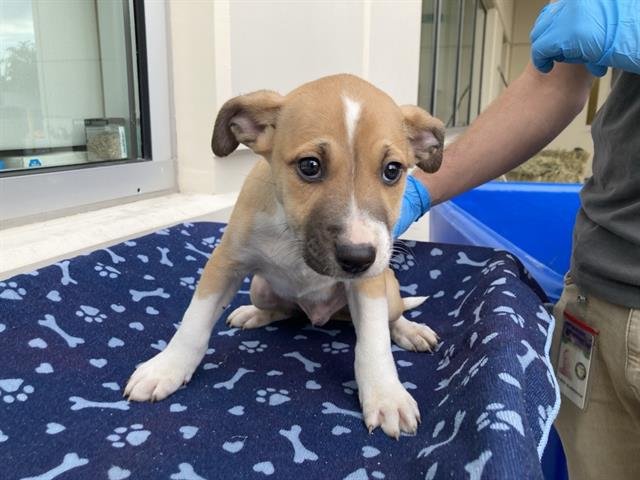 ROME - Siberian Husky / Labrador Retriever available for adoption