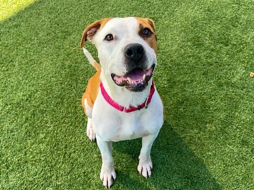 GRISELDA - Pit Bull Terrier available for adoption