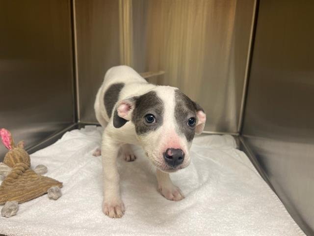 ELLA - Pit Bull Terrier available for adoption