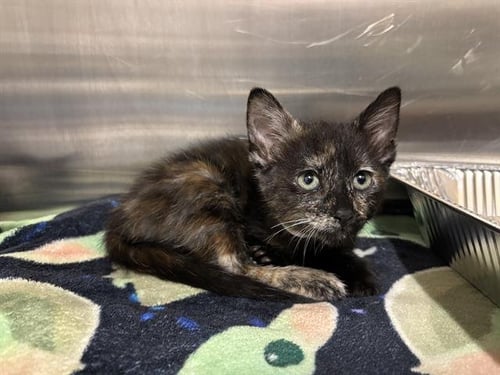 DAISY - Domestic Short Hair available for adoption