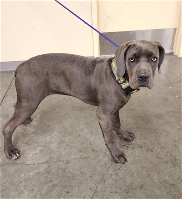 DAISY - Great Dane available for adoption