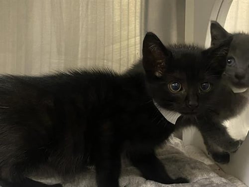 COCO - Domestic Short Hair available for adoption