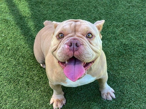 AIMEE - French Bulldog / English Bulldog available for adoption