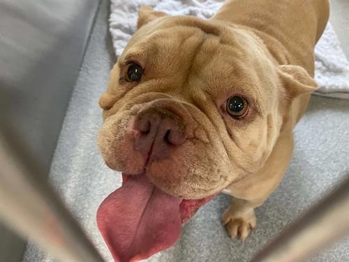 AIMEE - French Bulldog / English Bulldog available for adoption