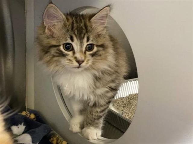 AGENT BROWN - Domestic Long Hair available for adoption