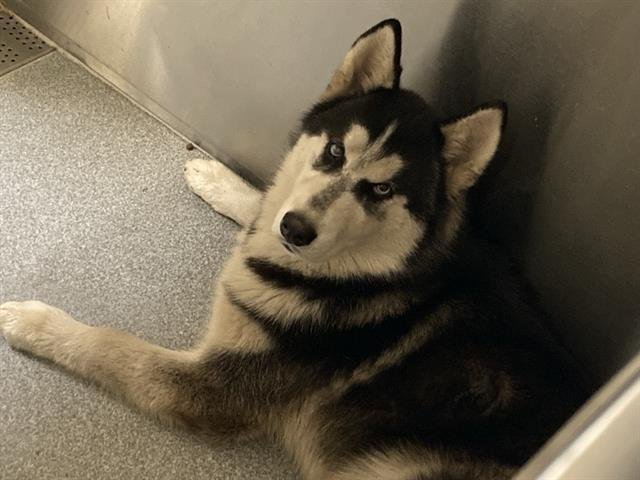 ANTON - Siberian Husky available for adoption