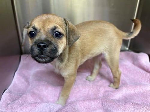 GORDITA - Pug / Chihuahua available for adoption
