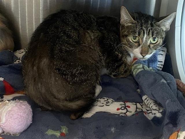 DESTINEE - Domestic Short Hair available for adoption