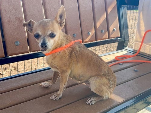 BETSY - Chihuahua available for adoption