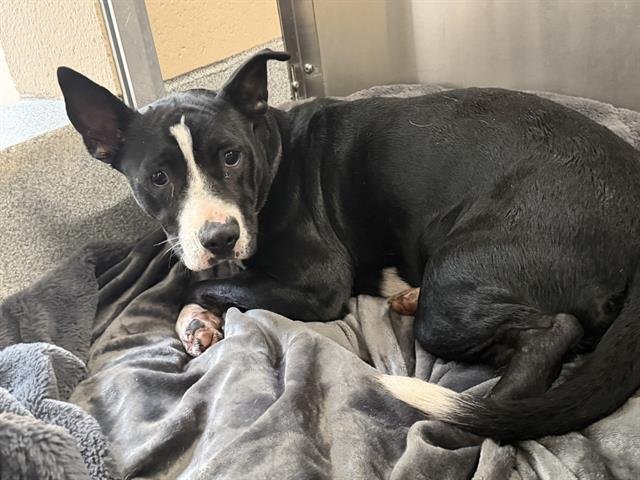 CERSEI - Pit Bull Terrier available for adoption