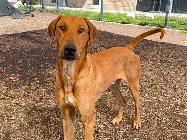GOODFELLOW - Rhodesian Ridgeback available for adoption