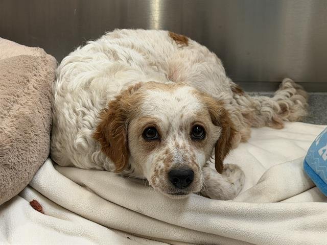 RUBY - Cavalier King Charles Spaniel available for adoption