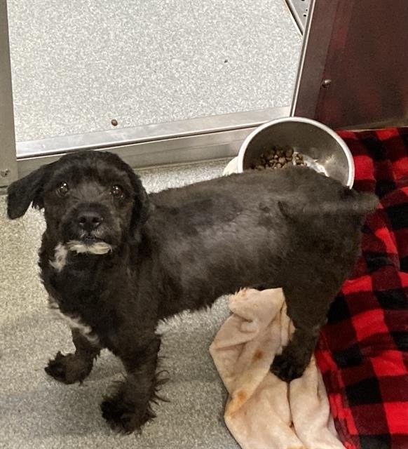 TATIANA - Poodle (Toy) available for adoption