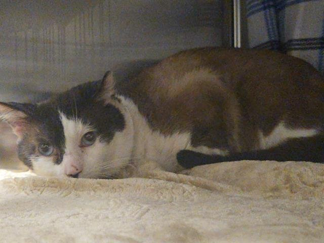 CHOCO TACO - Snowshoe available for adoption