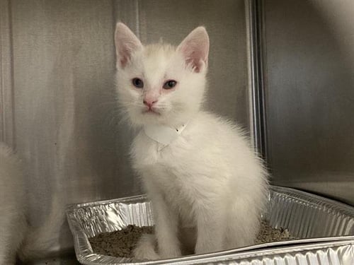 NIMBUS - Siamese available for adoption