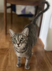 MISS AGATHA - Photo 1