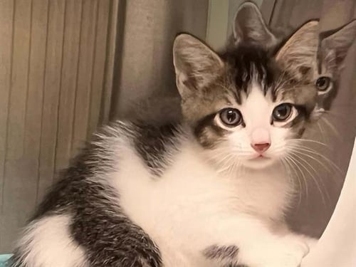 METALLICA - Domestic Short Hair available for adoption