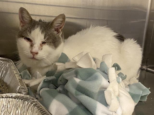 SOFIA - Domestic Short Hair available for adoption