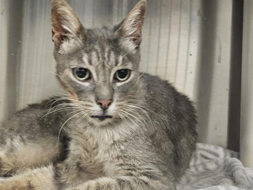 TOM - Domestic Short Hair available for adoption