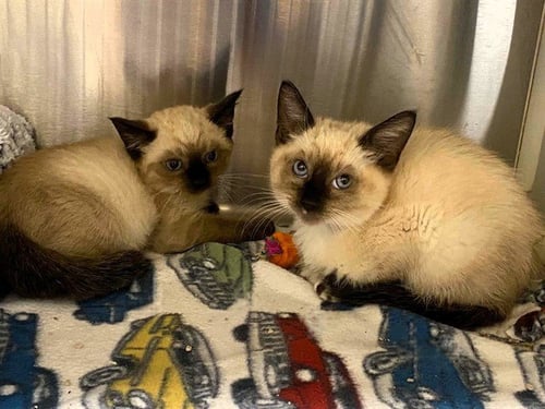 ROWAN - Siamese available for adoption