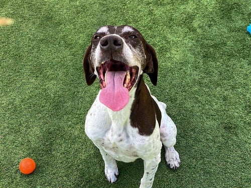 OREO - German Shorthaired Pointer available for adoption