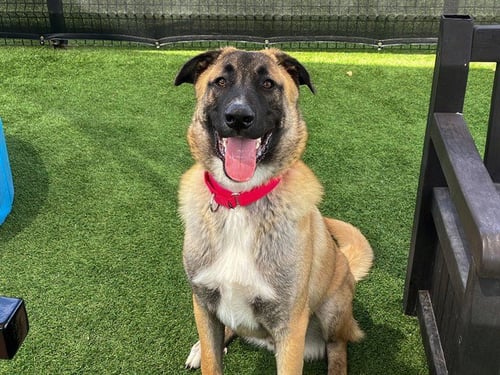KONA - Anatolian Shepherd available for adoption