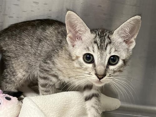 AGATHA - Domestic Short Hair available for adoption