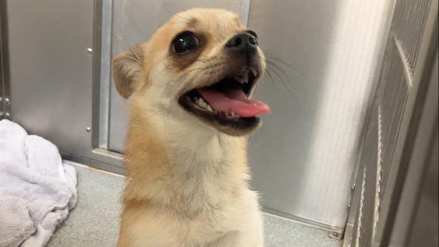 DONATELLA - Chihuahua available for adoption