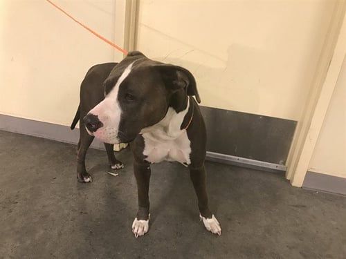 MELODY - Pit Bull Terrier available for adoption