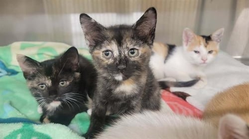 TANDI - Domestic Short Hair available for adoption