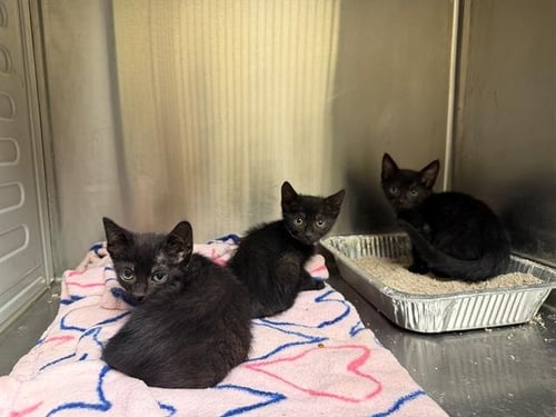 BLACK DIAMOND - Domestic Short Hair available for adoption