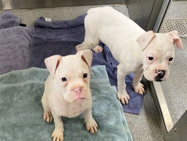 SPLAT - Boxer available for adoption