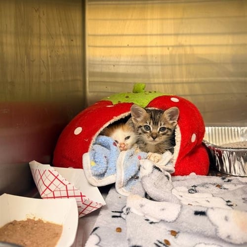 CREAMSICLE - Domestic Short Hair available for adoption