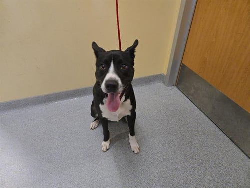 C. JENKINS - Border Collie available for adoption