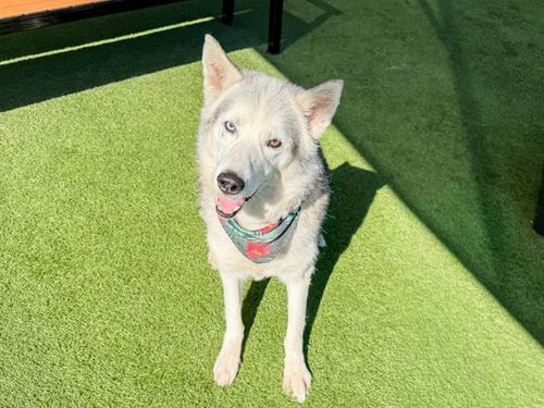 FROST - Siberian Husky available for adoption