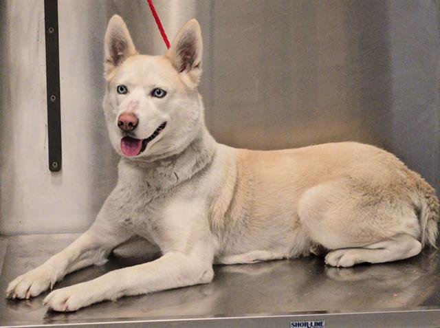 SANDY - Siberian Husky available for adoption