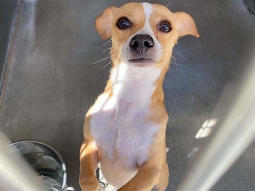 ALEKSEI - Chihuahua available for adoption