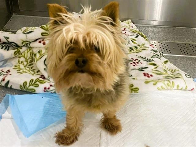 CHAD - Yorkshire Terrier Yorkie available for adoption