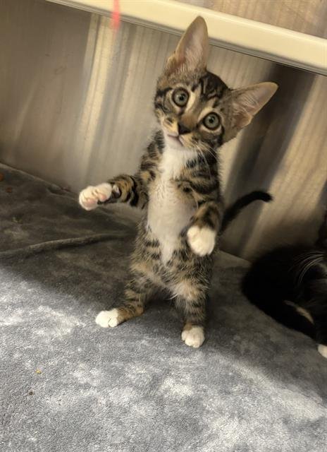GREEN BEAN - Domestic Short Hair available for adoption